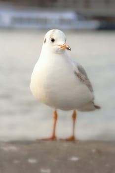 Seagull bird or seabird standing feet on the thames river bank in London, Close up view of white gray bird seagull, Wild seagull portrait on natural background, Sea gull bird animal closeup isolated