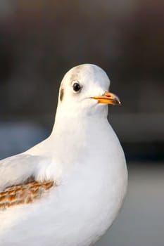 Seagull bird or seabird standing feet on the thames river bank in London, Close up view of white gray bird seagull, Wild seagull portrait on natural background, Sea gull bird animal closeup isolated