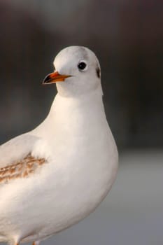 Seagull bird or seabird standing feet on the thames river bank in London, Close up view of white gray bird seagull, Wild seagull portrait on natural background, Sea gull bird animal closeup isolated