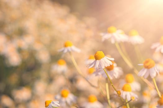 Chamomile flower field. Close up daisy in the nature. Flowers in summer day. Chamomile flowers field wide background in sun light.