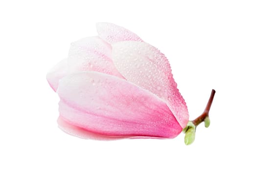 Pink magnolia flower isolated on white background.