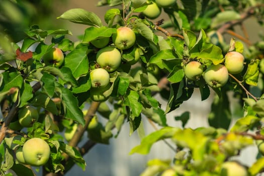 Sight unfolds as a multitude of juicy, green apples dangle gracefully from a vibrant tree branch.