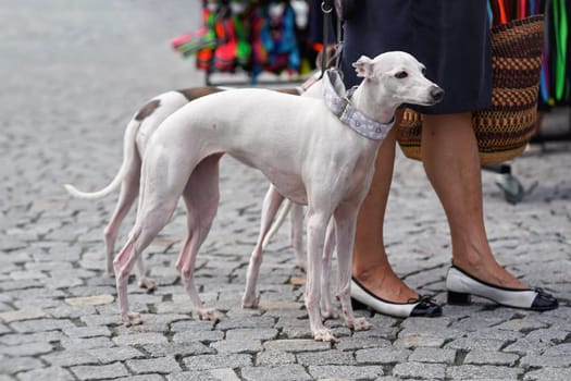 Two light coloured greyhound dogs walking next to their owner on cobblestone pavement