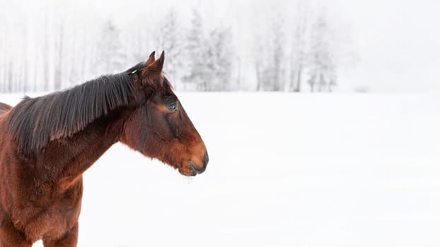 Dark brown horse standing on snow covered field, detail at head, empty space for text right side