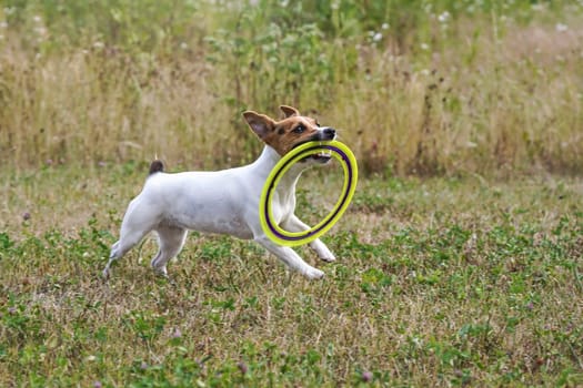 Small Jack Russell terrier carrying yellow throwing disc in her mouth while running on meadow, view from side