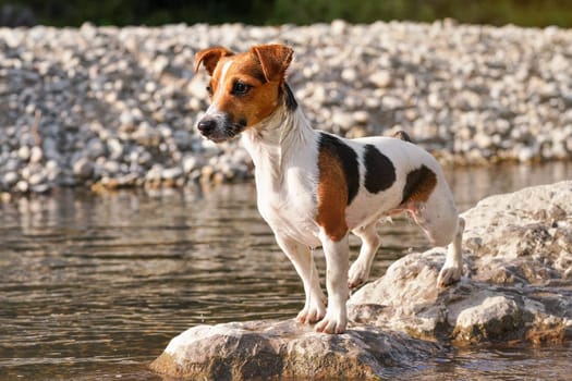 Small Jack Russell terrier dog standing  on round stones by the shallow river, sun shines to her fur