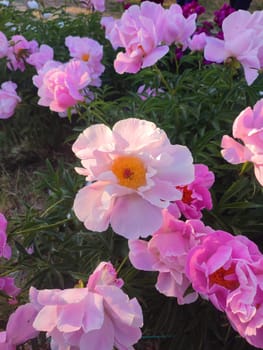 Large big peony flower with large petals of pink crimson red color with stamens and green leaves close-up. Beautiful blossoming of Peony flower on morning evening. Flower peony blossom in spring