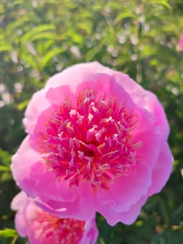 Large big peony flower with large petals of pink crimson red color with stamens and green leaves close-up. Beautiful blossoming of beautiful Peony flower. Beautiful flower peony blossom in spring