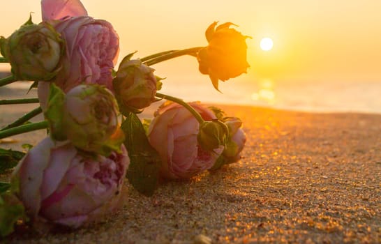 Rose flowers lying on sand of beach of sea shore coast at sunset dawn close-up. Blossoming blooming flowers of pink roses on sand of sea coast with setting rising sun. Romance mood romantic concept