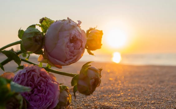 Rose flowers lying on sand of beach of sea shore coast at sunset dawn close-up. Blossoming blooming flowers of pink roses on sand of sea coast with setting rising sun. Romance mood romantic concept