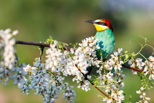 wild colorful bird on a flowering branch ,wonders of nature