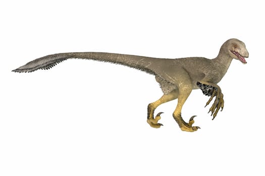 Dakotaraptor was a feathered theropod carnivorous dinosaur that lived in South Dakota , North America during the Cretaceous Period.