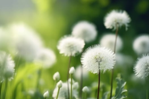 White fluffy dandelions. Flower seed. Generate Ai