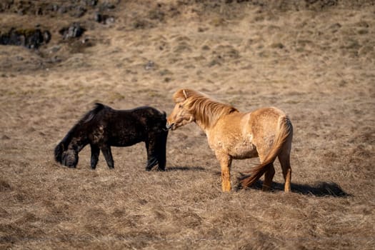 Two horses in an Icelandic meadow at the beginning of spring