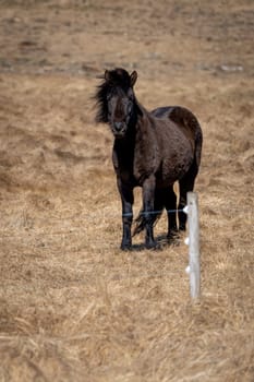 Lone black horse in an Icelandic meadow at the beginning of spring