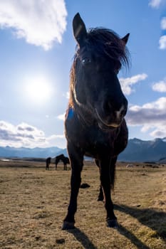 Lone black horse in an Icelandic meadow at the beginning of spring