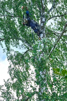 russia 2020. An arborist cutting a tree with a chainsaw