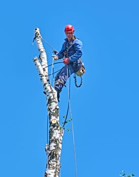 russia 2020. An arborist cutting a tree with a chainsaw