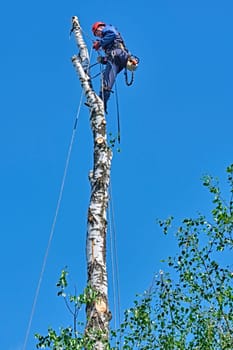 russia 2020. An arborist cutting a tree with a chainsaw