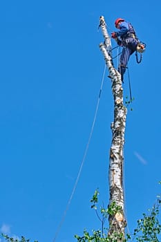 russia 2020. An arborist cutting a tree with a chainsaw