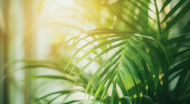 Lush green palm leaves basking in soft sunlight, depicting a tranquil natural setting. High quality photo