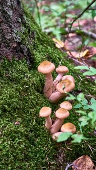 Armillaria mellea mushrooms close-up in autumn macro photography taken during the day in clear weather. color nature