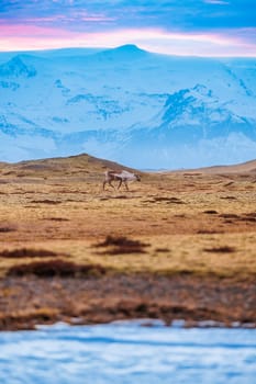 Arctic fauna seen on nordic frozen fields with colored sky and snow covered peaks, polar scandinavian scenery. Spectacular group of mooses on highland roadside in iceland, fantastic fauna.