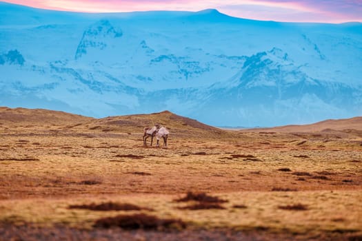 Fantastic scenery with fields in rural areas and majestic animals on lands near icelandic mountains, wildlife and snow covered peaks. Wild group of mooses in natural arctic landscapes of Iceland.