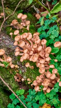 Armillaria mellea mushrooms close-up in autumn macro photography taken during the day in clear weather. color nature