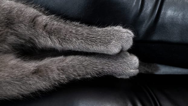 Cat's paws close-up on the legs of a man. Cat's hind legs. color