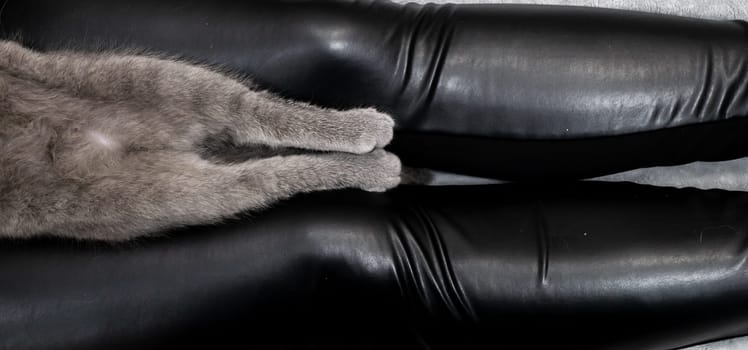 Cat's paws close-up on the legs of a man. Cat's hind legs. color