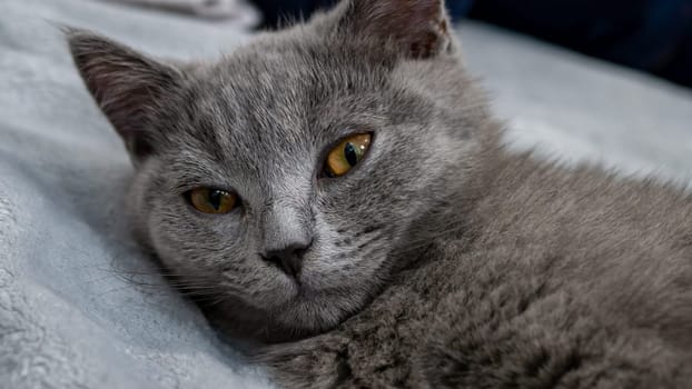 British cat, portrait kitten on a colored background