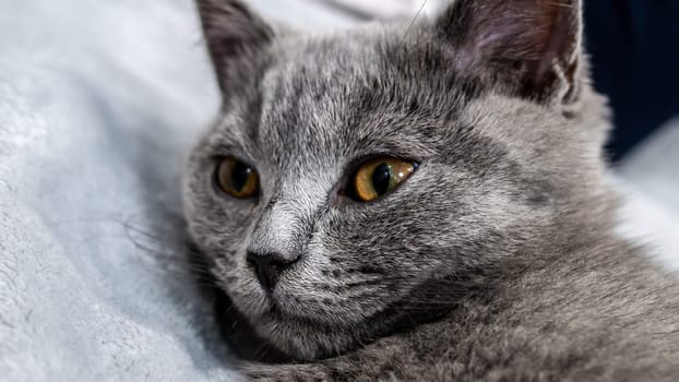 British cat, portrait kitten on a colored background