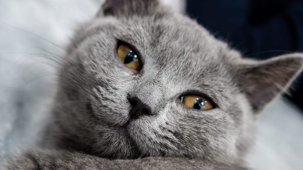 British cat, portrait kitten on a colored background