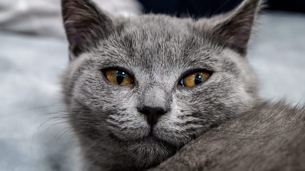 British cat, portrait kitten on a colored background