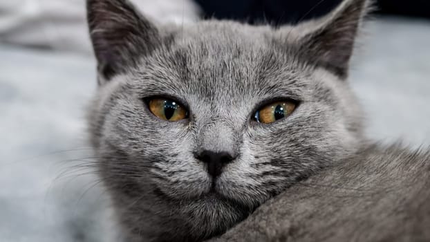 British cat, portrait kitten on a colored background