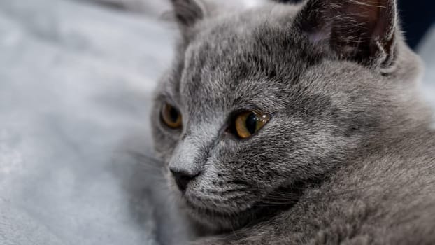 British cat, portrait kitten on a colored background