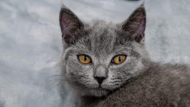 British cat, portrait kitten on a colored background