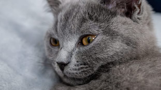 British cat, portrait kitten on a colored background