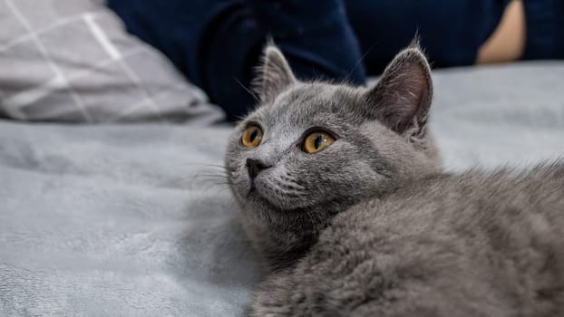 British cat, portrait kitten on a colored background