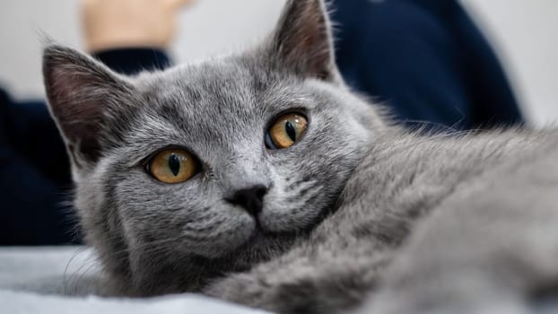 British cat, portrait kitten on a colored background