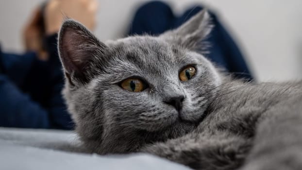 British cat, portrait kitten on a colored background