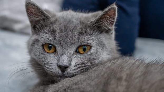 British cat, portrait kitten on a colored background