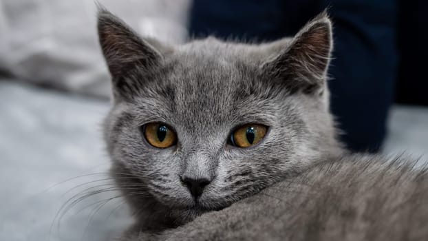 British cat, portrait kitten on a colored background