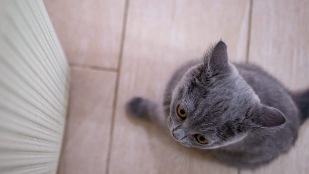 British cat, portrait kitten on a colored background