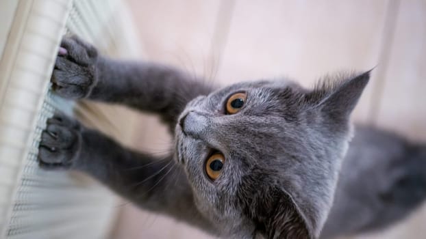 British cat, portrait kitten on a colored background