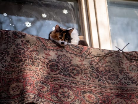 spotted cat lies on the balcony