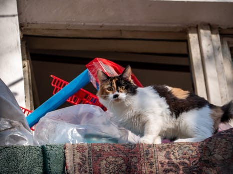 spotted cat lies on the balcony