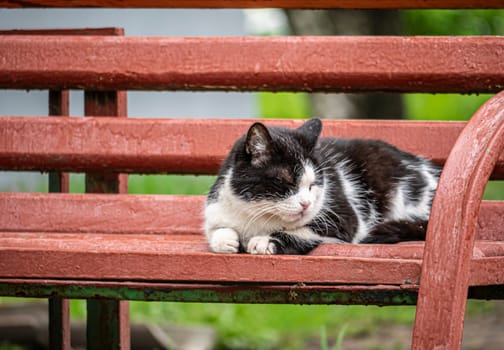 street cat sleeps on a bench. color