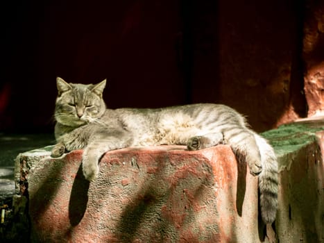 Happy, the gray cat lies outside on the concrete background. Street photo. nature light